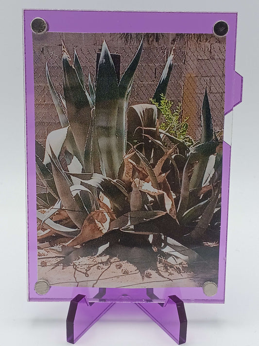 Easy Open Purple Magnetic Card Display Case