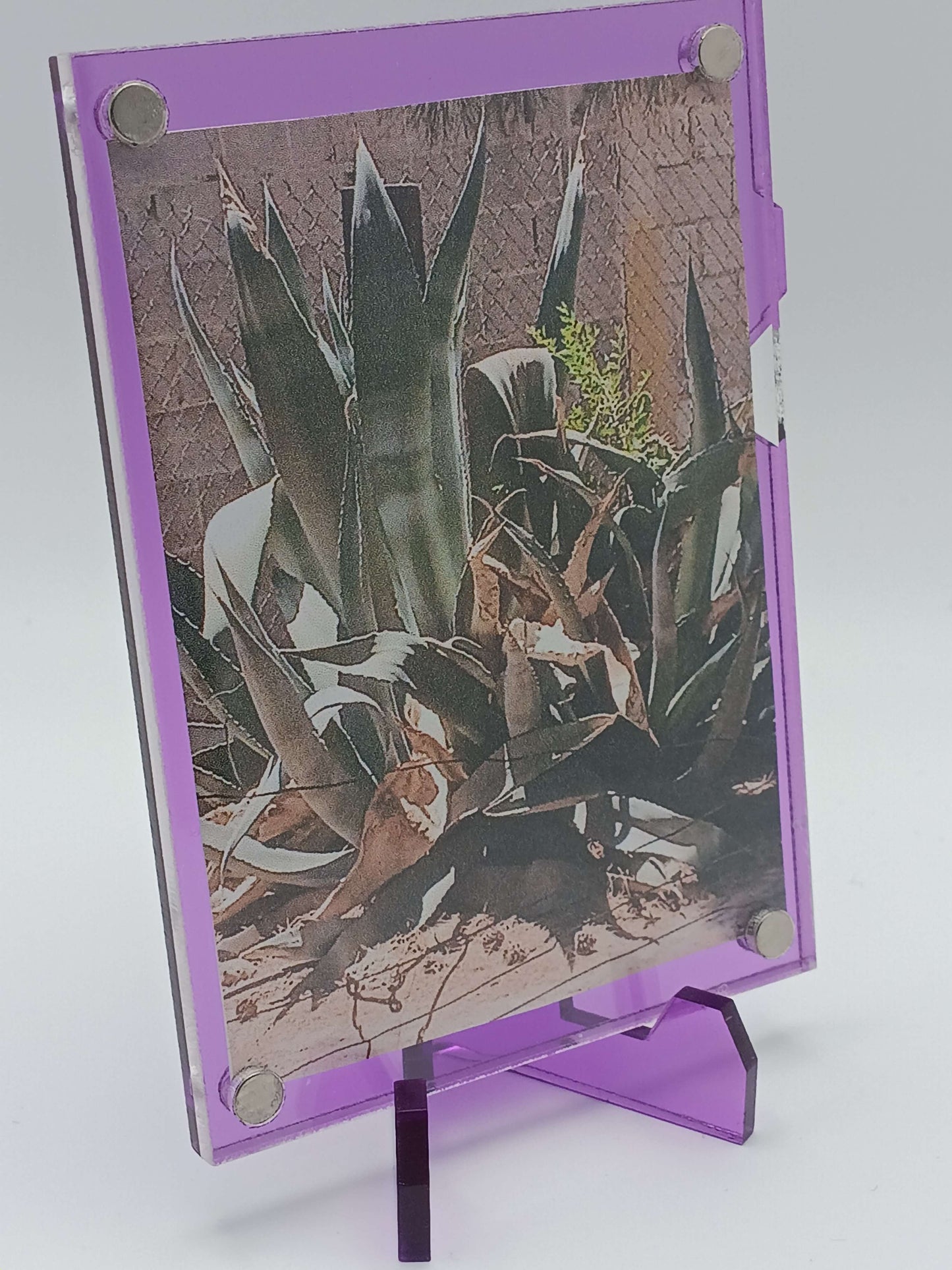 Easy Open Purple Magnetic Card Display Case